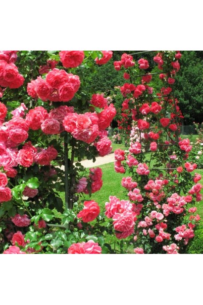 Троянда плетиста Розаріум Ютерсен арка